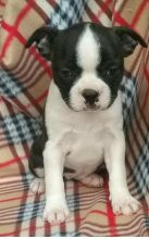 ๐๐ Ckc โฎ Male ๐ Female ๐ Boston Terrier Puppies ๐ ๐Delivery is possible๐โ๏ธ Image eClassifieds4U