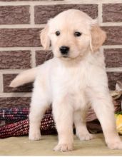 🎄🎄 Ckc ☮ Male 🐕 Female 🎄 Maltese Puppies 🏠💕Delivery is possible🌎✈️ Image eClassifieds4u 3