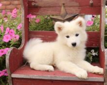 🎄🎄 Ckc ☮ Male 🐕 Female 🎄 Samoyed Puppies ☮ Ready 🏠💕Delivery is possible🌎✈ Image eClassifieds4U