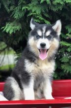 🎄🎄 Ckc ☮ Male 🐕 Female 🎄 Siberian Husky Puppies 🏠💕Delivery is possible🌎✈️ Image eClassifieds4U