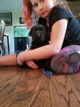 Black lab chocolate lab puppies for sale Image eClassifieds4u 4