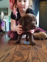 Black lab chocolate lab puppies for sale Image eClassifieds4u 2