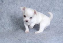 Chihuahua Pups For Sale. Image eClassifieds4U