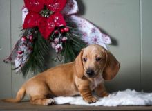 Dachshund Puppies Available. (CKC Reg) Image eClassifieds4U