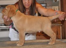 Home Trained Labrador Retriever Puppies Image eClassifieds4U