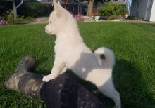 Pomsky Puppies Available Image eClassifieds4u 1