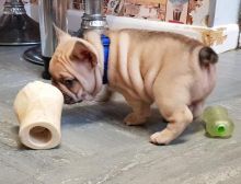 Well Trained French Bulldog Puppies Image eClassifieds4u 1