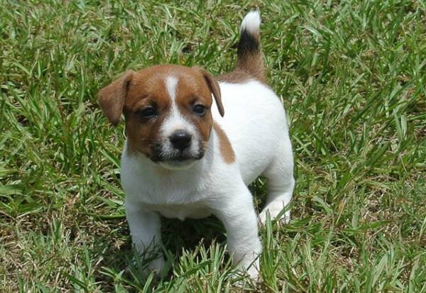 Magnificent Jack Russell Image eClassifieds4u