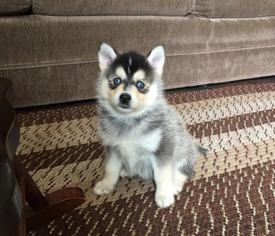 Pomsky Puppies Available. (CKC Reg) Image eClassifieds4u