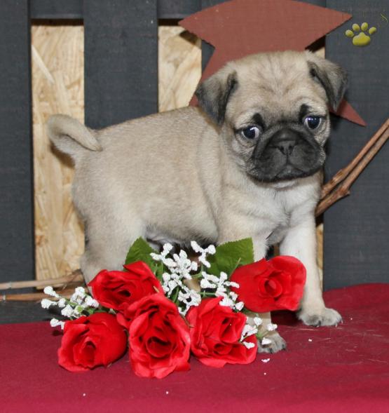 Pug Puppies Available. (CKC Reg) Image eClassifieds4u