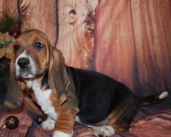 Wow!! Charming and Healthy Male and Female Basset Hound puppies for free adoption. Image eClassifieds4u