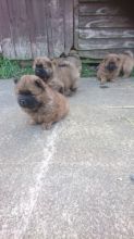 Beautiful and Healthy Chow Chow Puppies for magnificent homes