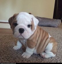 Cute male and female English bulldog Puppies available.