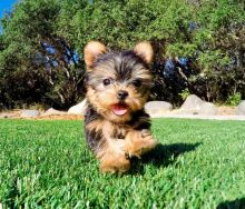 male and female Yorkshire terrier puppies