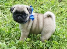 Quality, registered Pug puppies