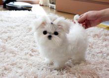 Adorable male and female Maltese Puppies. Image eClassifieds4U