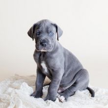 Beautiful male and female Graet Dane puppies Image eClassifieds4U