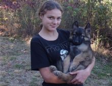 male and female german shepherd puppies text : 7578290422 Image eClassifieds4u 2