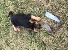 male and female german shepherd puppies text : 7578290422 Image eClassifieds4u 1