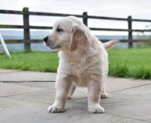 These male and female Golden retriever puppies