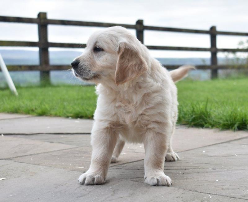 These male and female Golden retriever puppies Image eClassifieds4u
