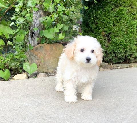 🏠💕 Ckc ☮ Male 🐕 Female 🎄 Bichon Frise Puppies 🏠💕Delivery is possible🌎✈️ Image eClassifieds4u