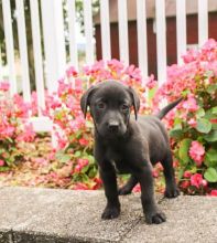 🏠💕 Ckc ☮ Male 🐕 Female 🎄 Labrador Retriever Puppies 🏠💕Delivery is possible🌎