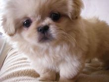 🏠💕 Ckc ☮ Male 🐕 Female 🎄 Pekingese Puppies ✿✿🏠💕Delivery is possible🌎✈