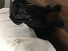 Lab/Mastiff 11 week old male