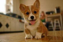 Welsh Corgi Pembroke Puppies