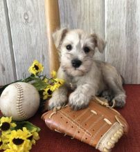 🏠💕 Ckc ☮ Male 🐕 Female 🎄 Miniature Schnauzer Puppies 🏠💕Delivery is possible🌎 Image eClassifieds4U