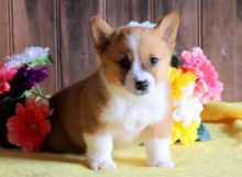 Welsh Corgi Pembroke Puppies Image eClassifieds4u 2