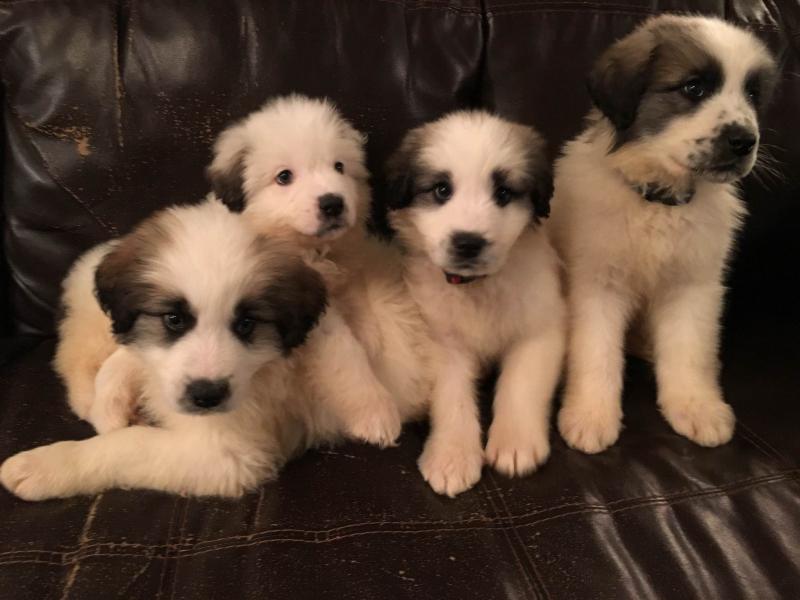 St Bernard Great Pyrenees puppies ready to go! Image eClassifieds4u