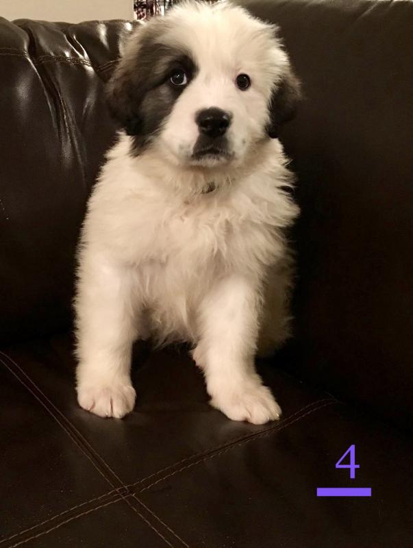 St Bernard Great Pyrenees puppies ready to go! Image eClassifieds4u