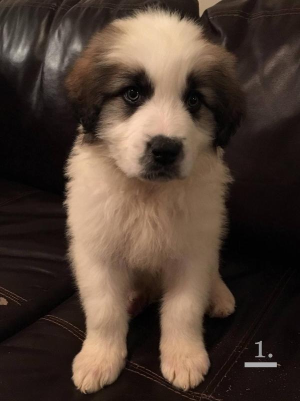 St Bernard Great Pyrenees puppies ready to go! Image eClassifieds4u