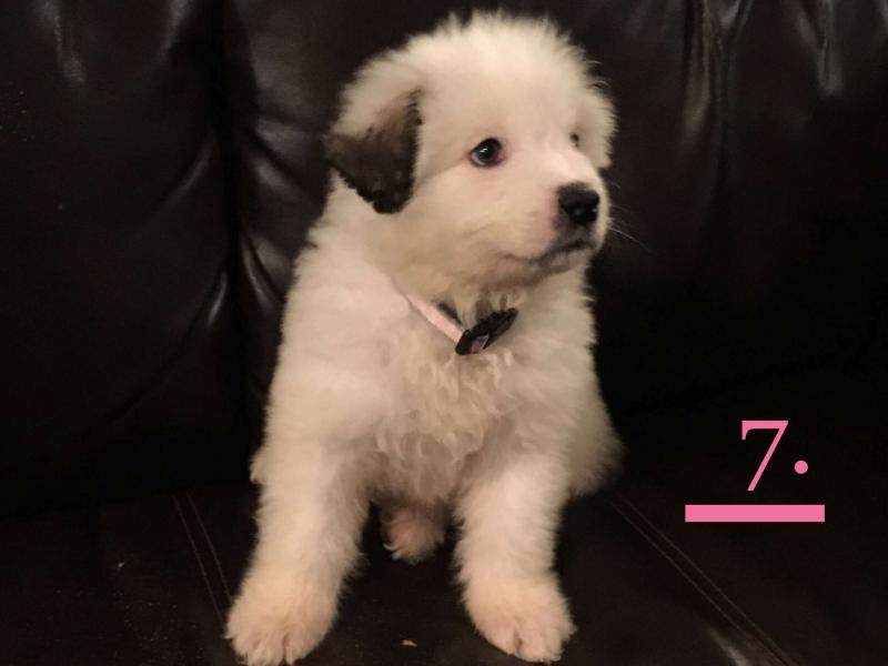 St Bernard Great Pyrenees puppies ready to go! Image eClassifieds4u