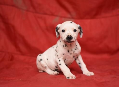 🏠💕 Ckc ☮ Male 🐕 Female 🎄 Dalmatian Puppies 🏠💕Delivery is possible🌎✈️ Image eClassifieds4u