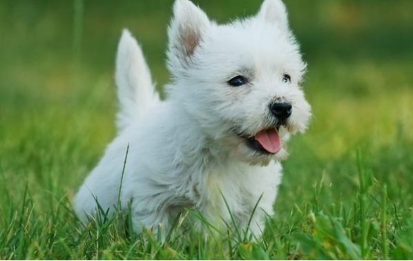 🏠💕 Ckc ☮ Male 🐕 Female 🎄 West Highland Terrier Puppies 🏠💕Delivery is possible Image eClassifieds4u