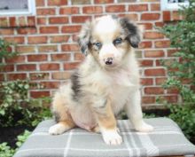 🏠💕 Ckc ☮ Male 🐕 Female 🎄 Australian Shepherd Puppies 🏠💕Delivery is possible🌎