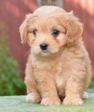 🏠💕 Ckc ☮ Male 🐕 Female 🎄 Cavachon Puppies✿🏠💕Delivery is possible🌎✈️