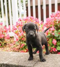 🏠💕 Ckc ☮ Male 🐕 Female 🎄 Ckc Reg Labrador Retriever Puppies🏠💕Delivery is possibl