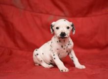 🏠💕 Ckc ☮ Male 🐕 Female 🎄 Dalmatian Puppies 🏠💕Delivery is possible🌎✈️