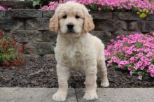 🏠💕 Ckc ☮ Male 🐕 Female 🎄 Goldendoodle Puppies ✿🏠💕Delivery is possible🌎✈