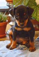🏠💕 Ckc ☮ Male 🐕 Female 🎄 Miniature Pinscher Puppies 🏠💕Delivery is possible🌎