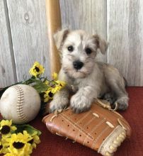🏠💕 Ckc ☮ Male 🐕 Female 🎄 Miniature Schnauzer Puppies 🏠💕Delivery is possible🌎