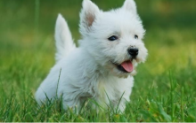 🏠💕 Ckc ☮ Male 🐕 Female 🎄 West Highland Terrier Puppies 🏠💕Delivery is possible