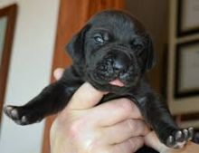 Beautiful male and female Graet Dane puppies