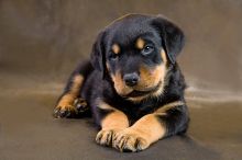 Beautiful male and female Rottweiler puppies.