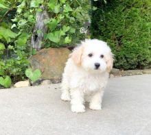 ๐ ๐ Ckc โฎ Male ๐ Female ๐ Bichon Frise Puppies ๐ ๐Delivery is possible๐โ๏ธ Image eClassifieds4U
