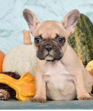 🏠💕 Ckc ☮ Male 🐕 Female 🎄 French Bulldog Puppies 🏠💕Delivery is possible🌎✈️ Image eClassifieds4U